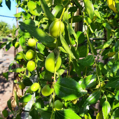 Sugar Cane Jujube Seeds