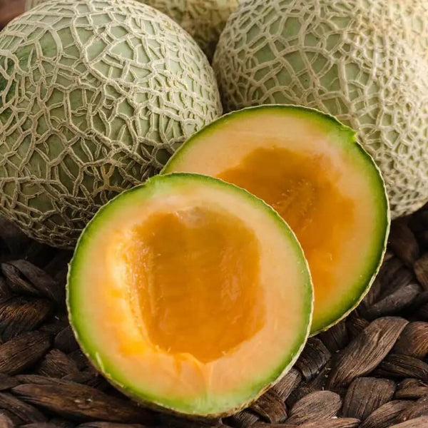 Sugar Cube Cantaloupe Seeds - Fruit Plant