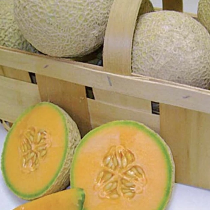Sugar Cube Cantaloupe Seeds - Fruit Plant