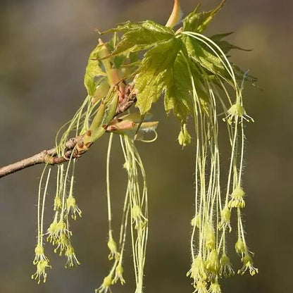 Sugar Maple seeds - Flower Plant