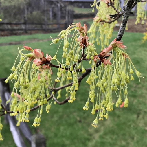 Sugar Maple seeds - Flower Plant