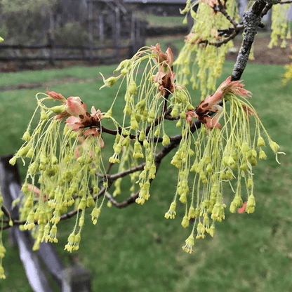Sugar Maple seeds - Flower Plant
