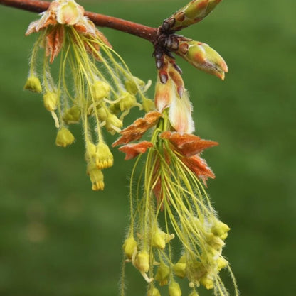 Sugar Maple seeds - Flower Plant