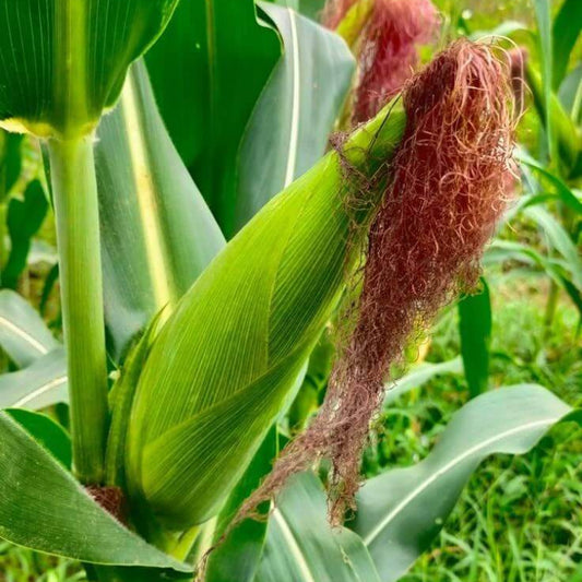 Sugar Pearl Sweet Corn Seeds - Heirloom Vegetable Plant for Home Gardens
