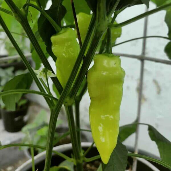 Sugar Rush Peach Pepper Seeds - Vegetable Plant
