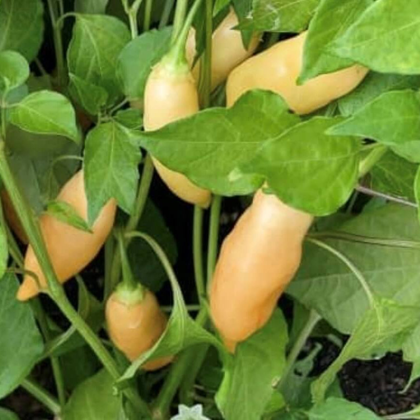 Sugar Rush Peach Pepper Seeds - Vegetable Plant