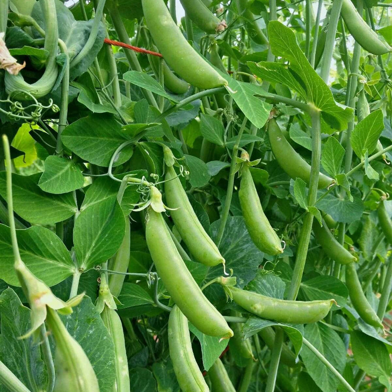 Sugar Snap Pea Seeds