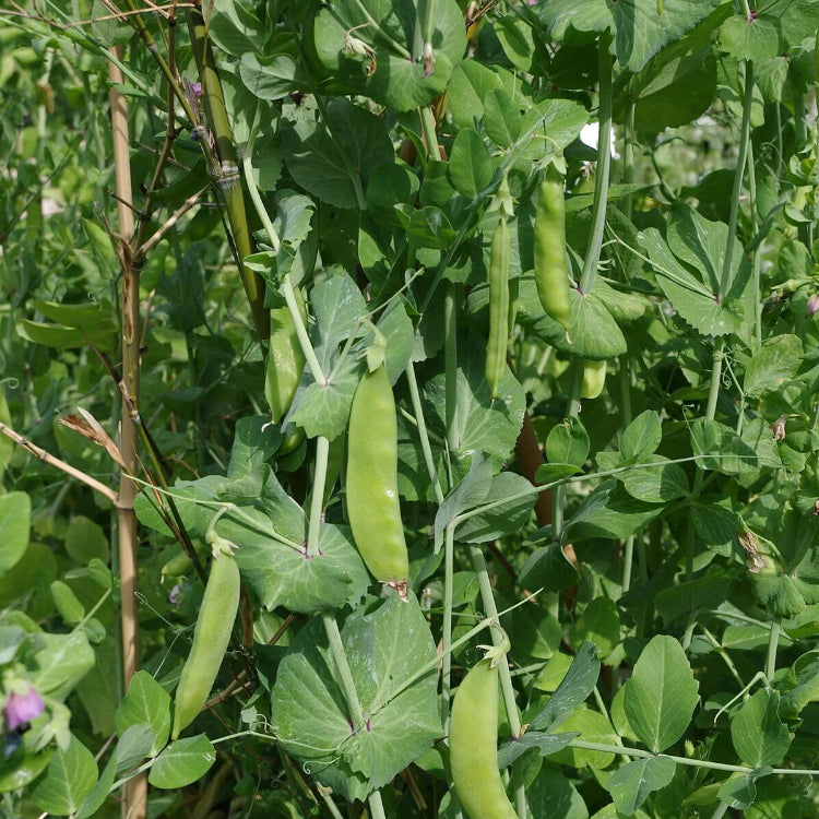 Sugar Snap Pea Seeds