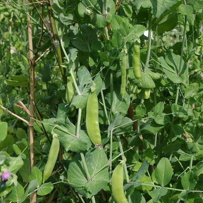 Sugar Snap Pea Seeds