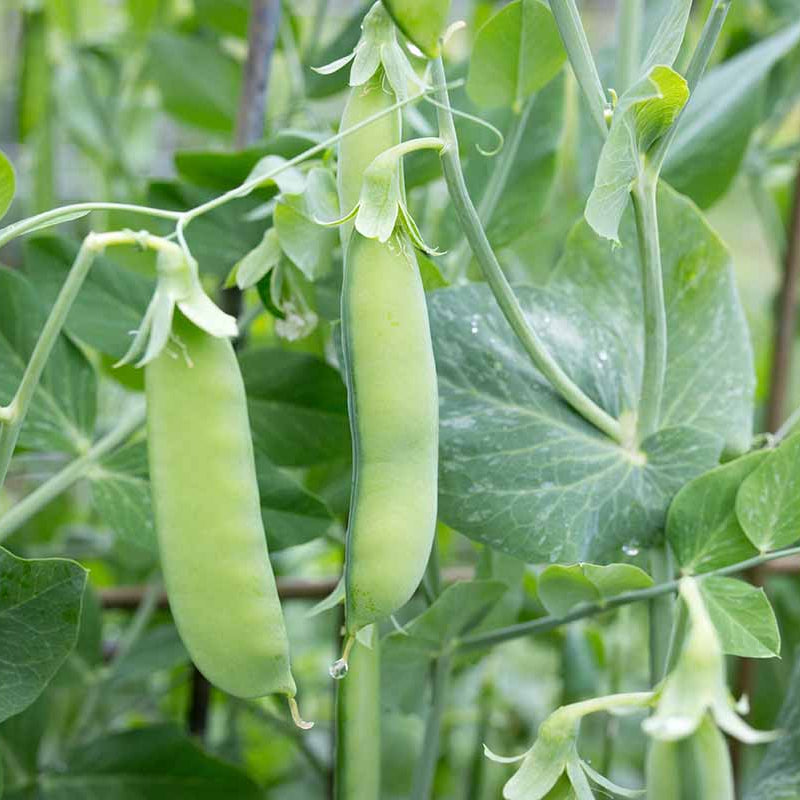 Sugar Snap Pea Seeds