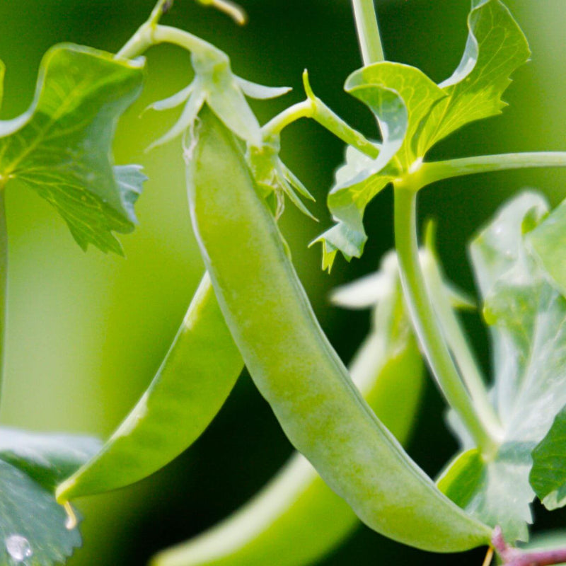 Sugar Snap Pea Seeds