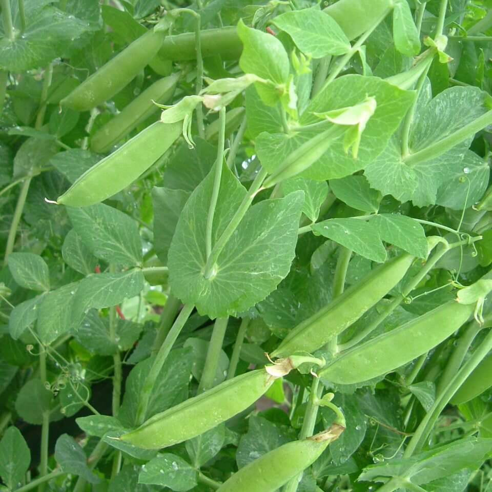 Sugar Snap Pea Seeds