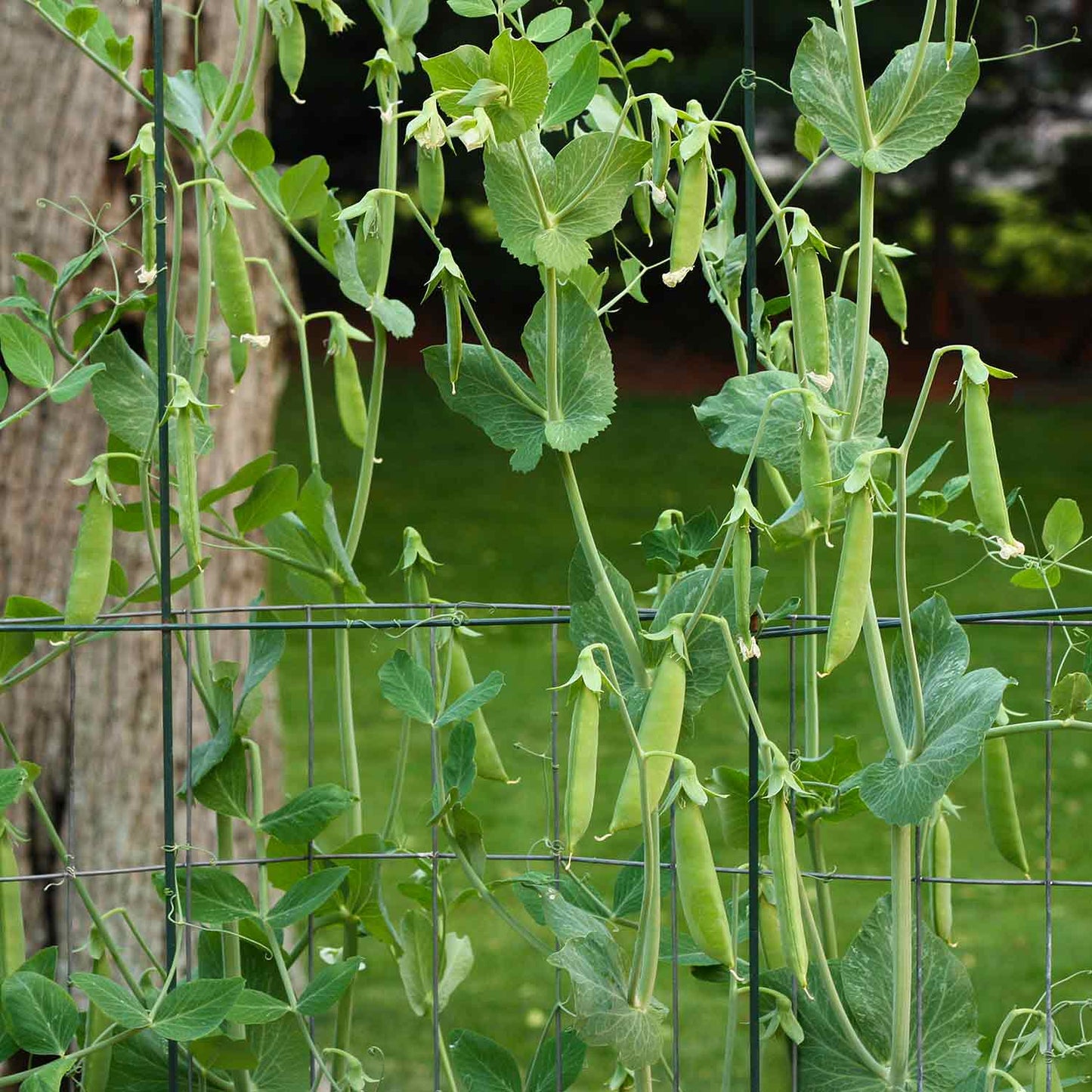 Sugar Snap Pea Seeds