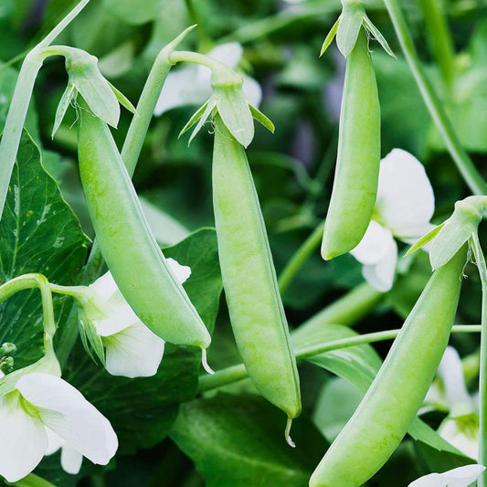 Sugar ann snap pea seeds - Vegetable Plant