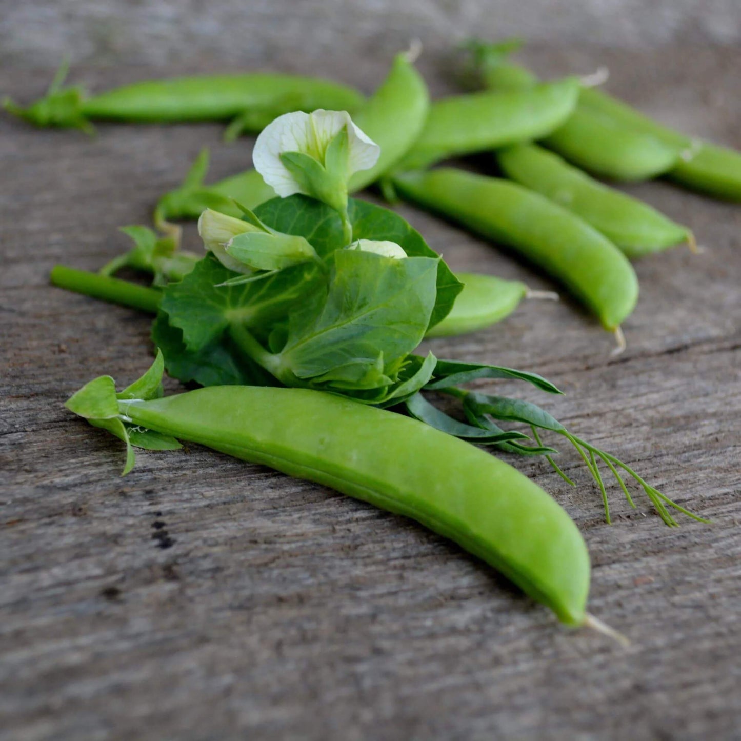 Sugar ann snap pea seeds - Vegetable Plant