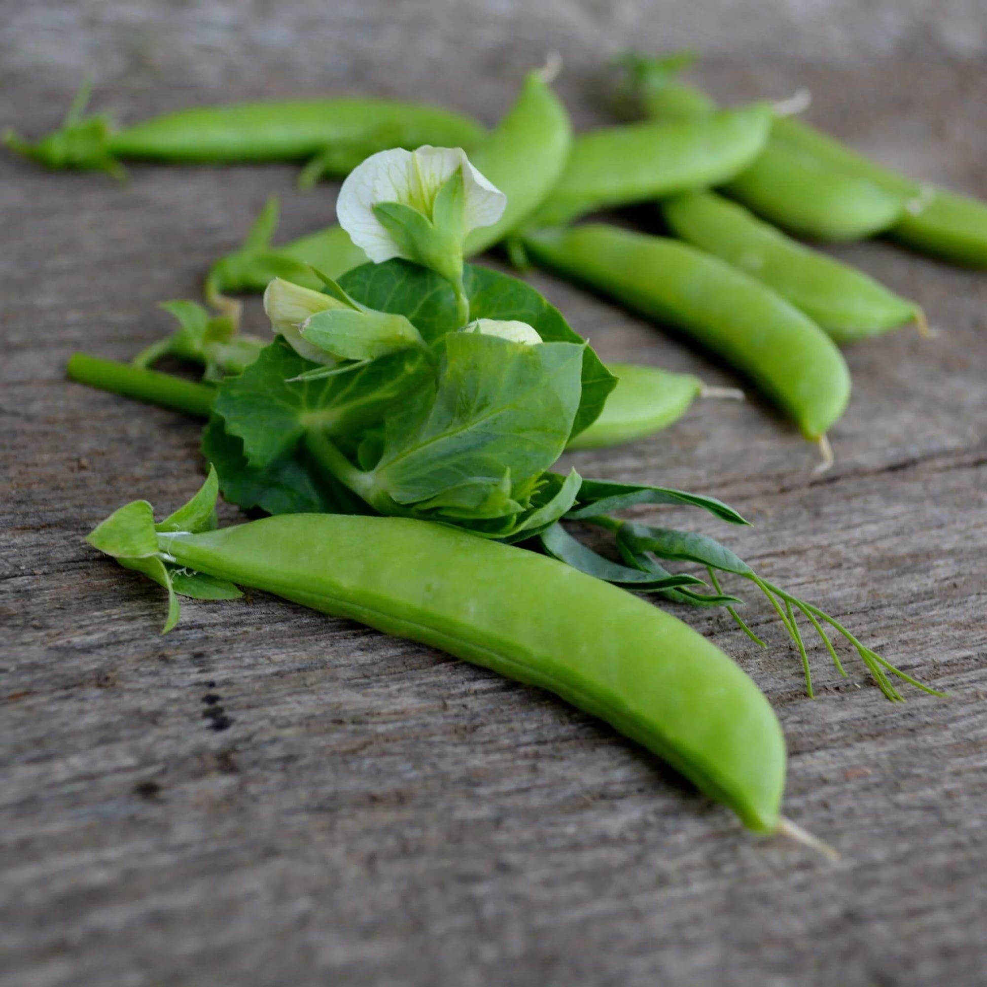 Sugar ann snap pea seeds - Vegetable Plant