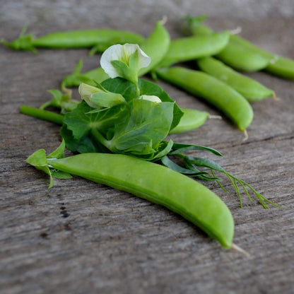 Sugar ann snap pea seeds - Vegetable Plant
