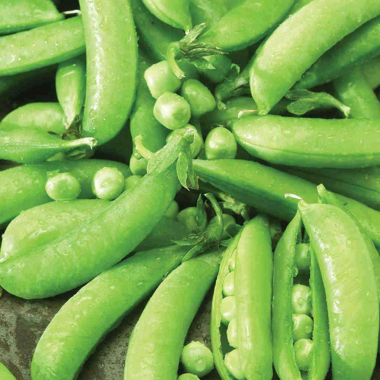 Sugar snap pea seeds - Vegetable Plant