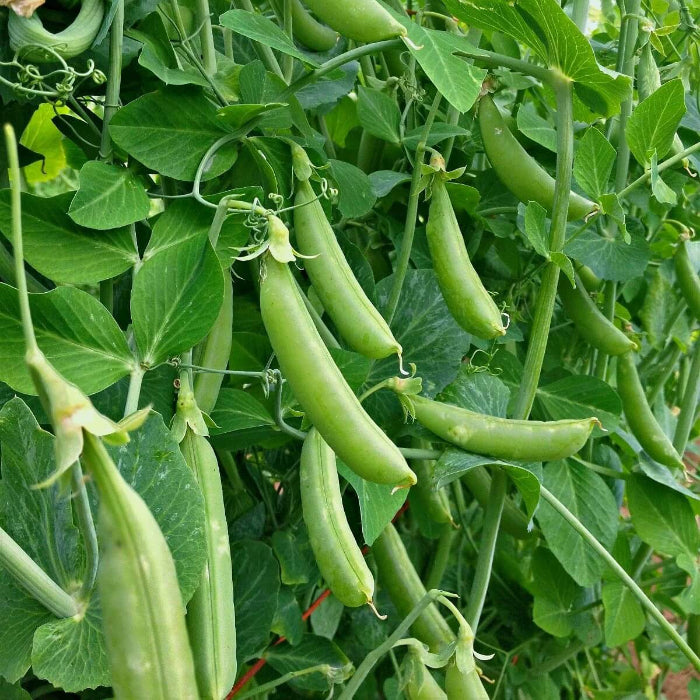 Sugar snap pea seeds - Vegetable Plant