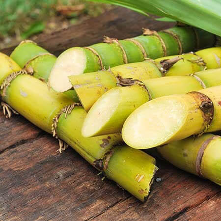 Sugarcane Seeds