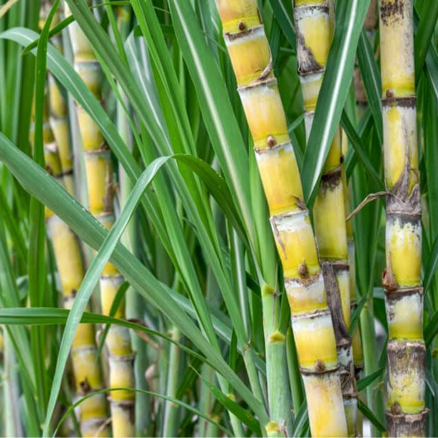 Sugarcane Seeds