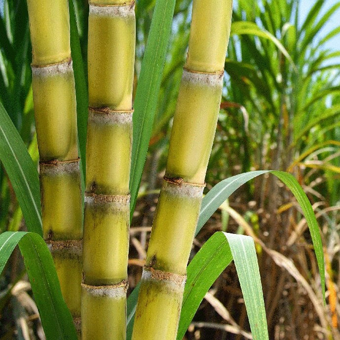 Sugarcane Seeds