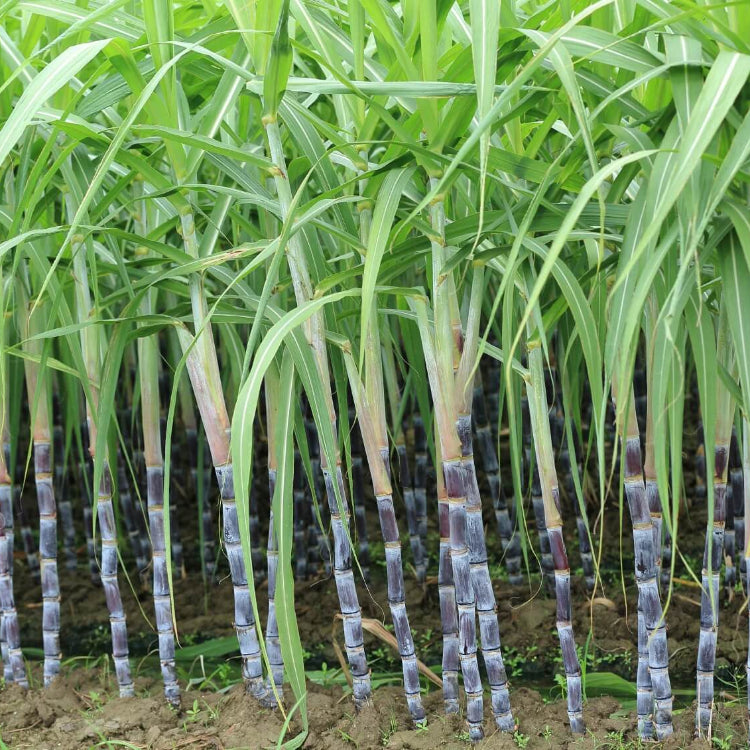 Sugarcane Seeds