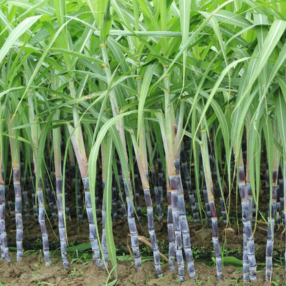 Sugarcane Seeds