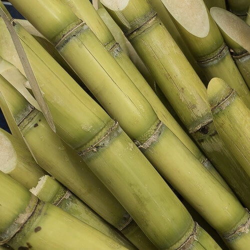 Sugarcane Seeds