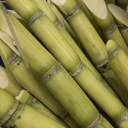 Sugarcane Seeds
