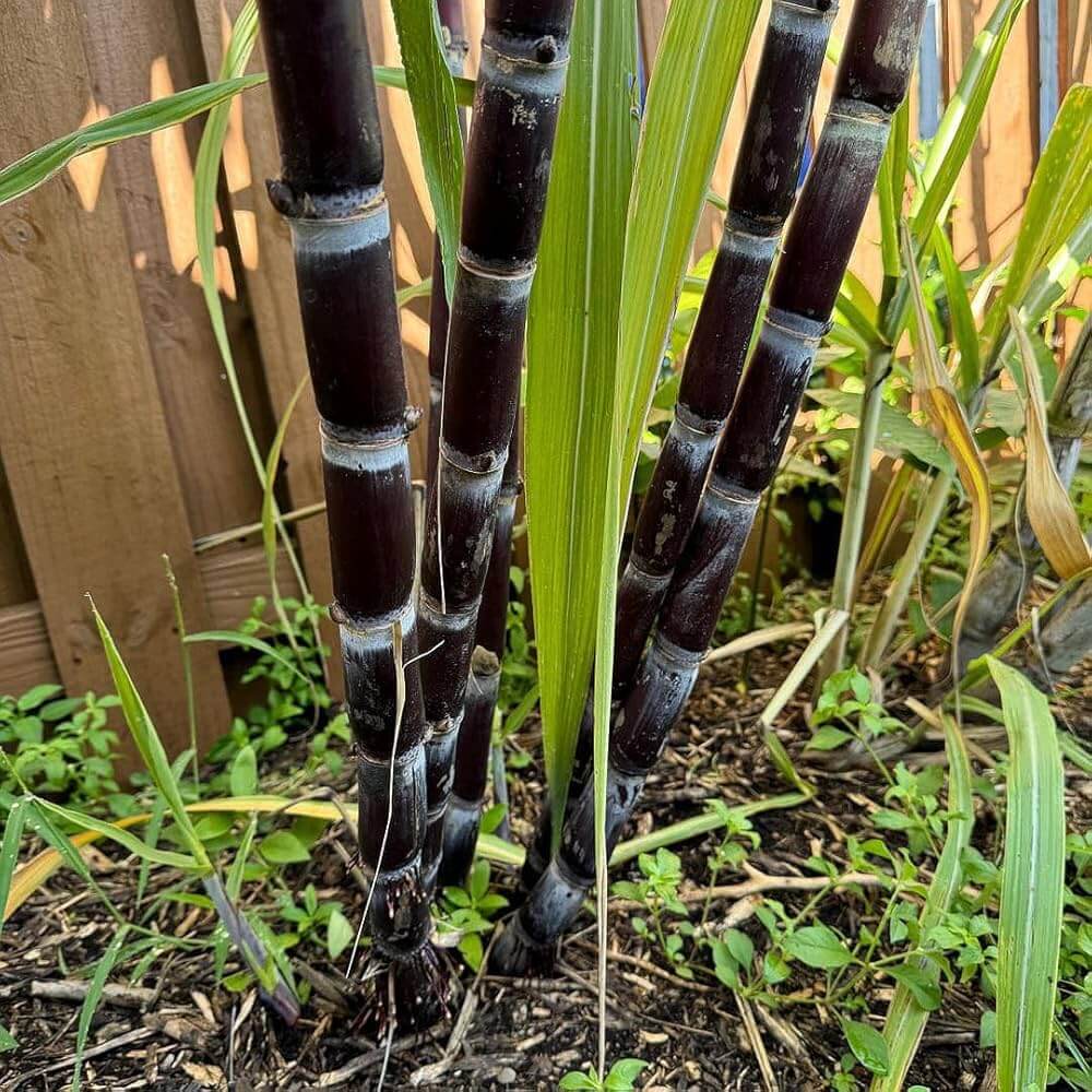 Sugarcane Seeds