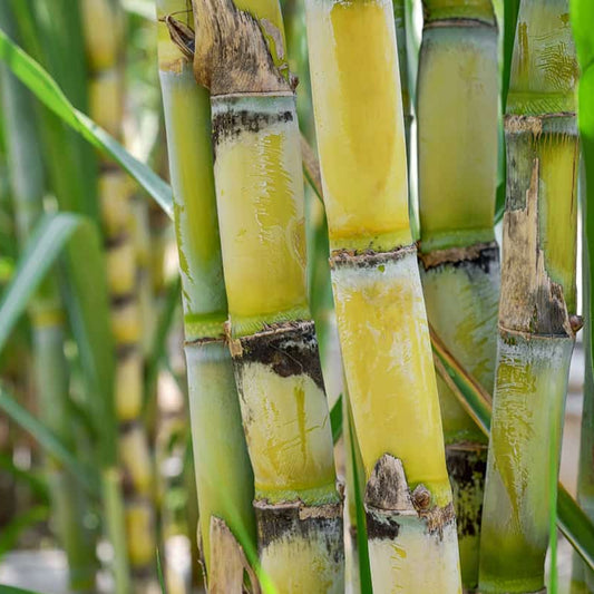 Sugarcane Seeds