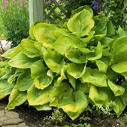 Sum and Substance Hosta Seeds