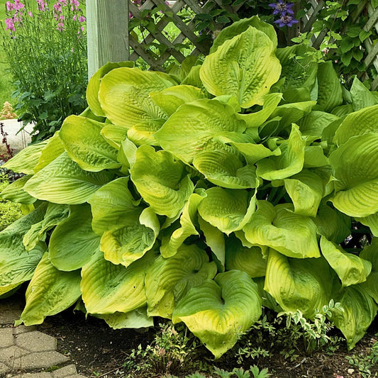 Sum and Substance Hosta Seeds