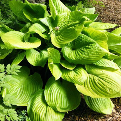 Sum and Substance Hosta Seeds