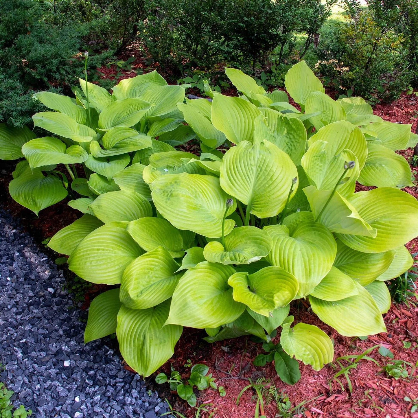 Sum and Substance Hosta Seeds