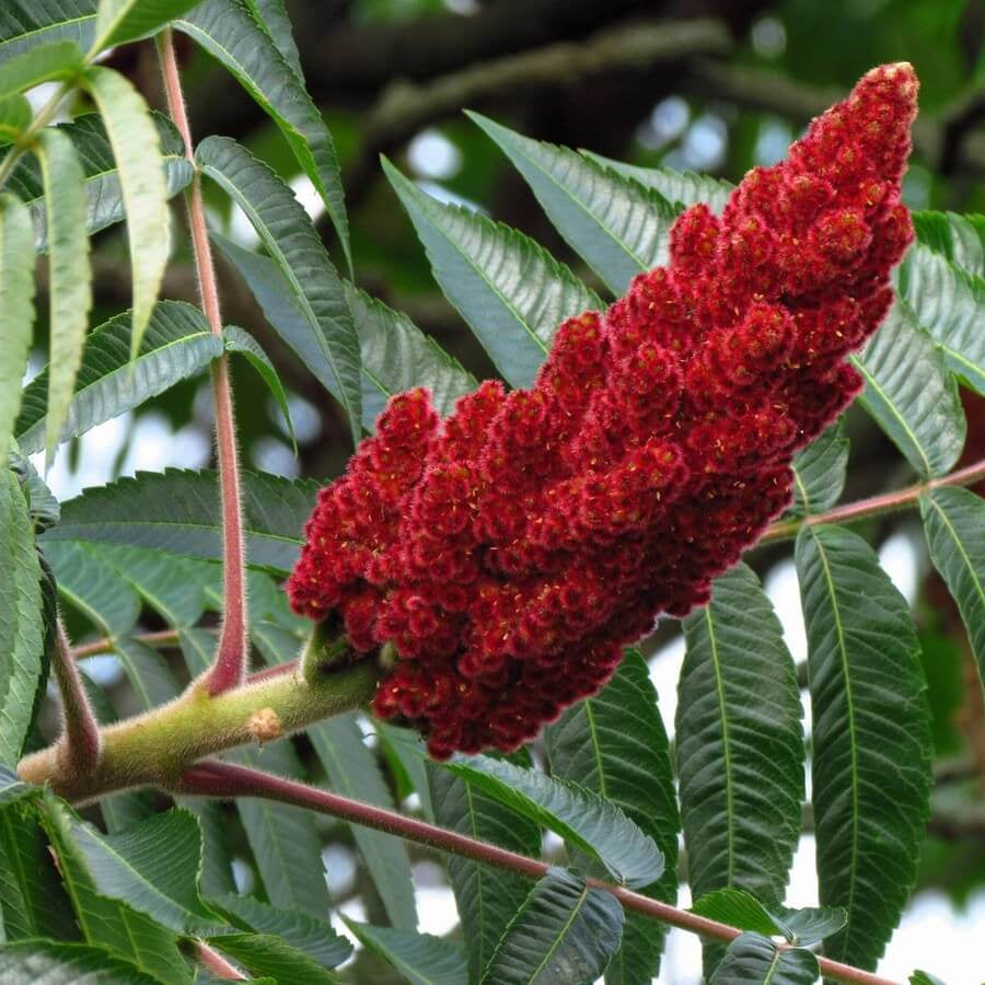Sumac Seeds - Herbal Plant for Home Gardens