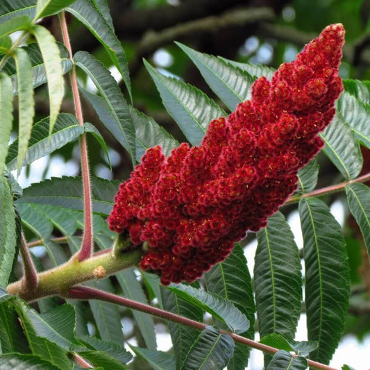 Sumac Seeds - Herbal Plant for Home Gardens