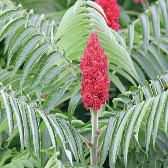 Sumac Seeds - Herbal Plant for Home Gardens