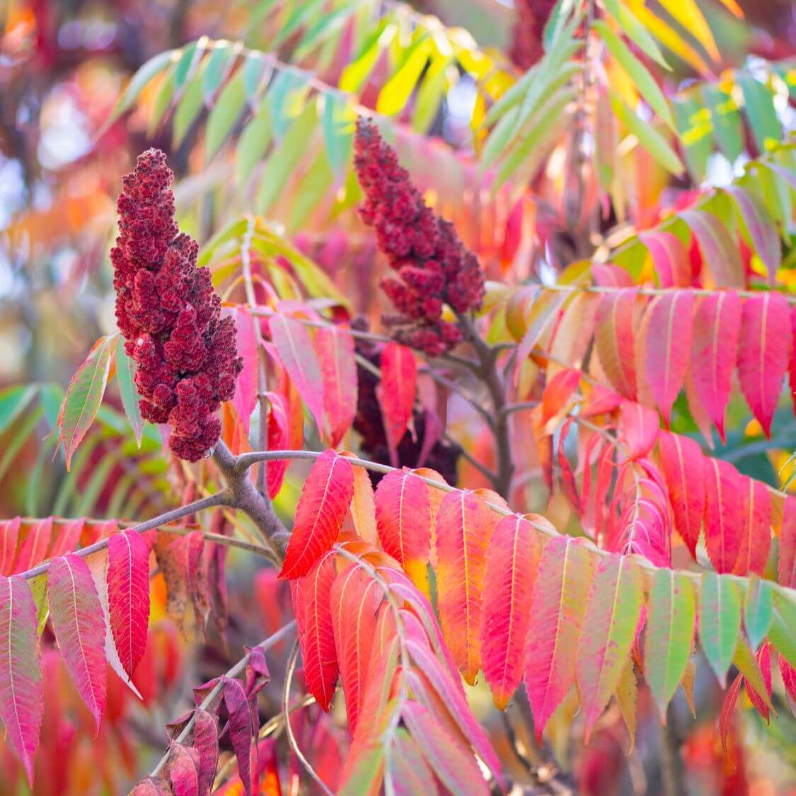 Sumac Seeds - Herbal Plant for Home Gardens