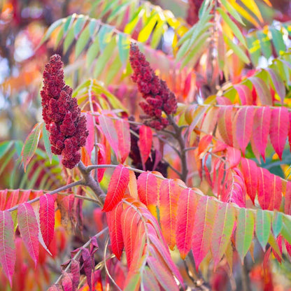 Sumac Seeds - Herbal Plant for Home Gardens