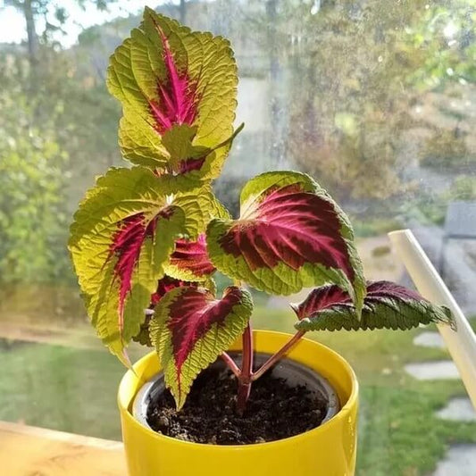 Summer Coleus Seeds