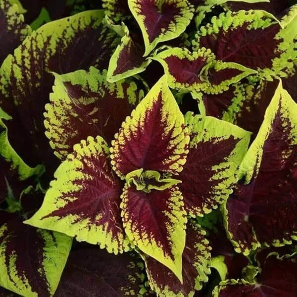 Summer Coleus Seeds