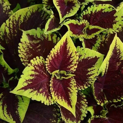 Summer Coleus Seeds