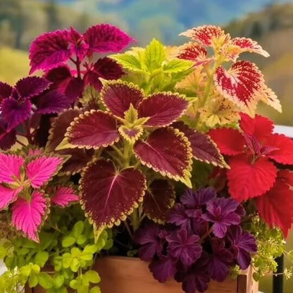Summer Coleus Seeds