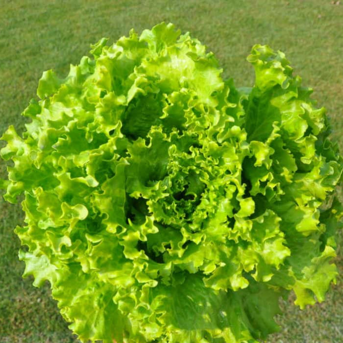 Summer Crisp Lettuce seeds - Vegetable Plant