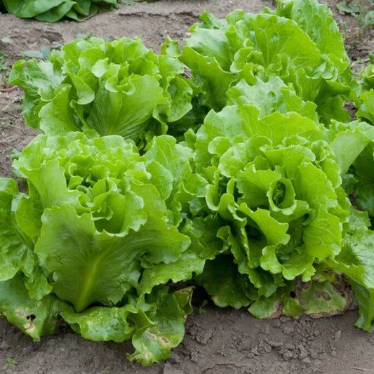 Summer Crisp Lettuce seeds - Vegetable Plant