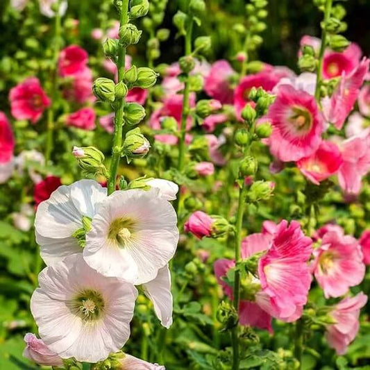 Summer Mix Carnival Double Hollyhock Seeds 