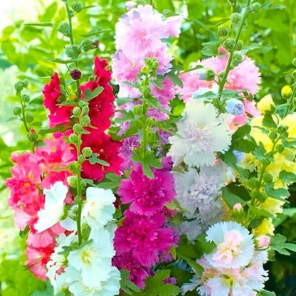 Summer Mix Carnival Double Hollyhock Seeds 