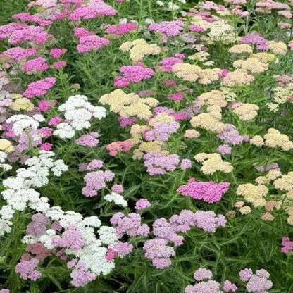 Summer Pastels Mix Achillea Seeds